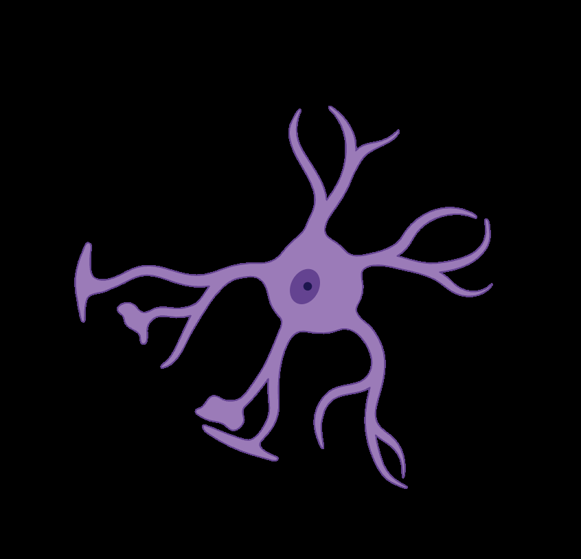 Reconstruction of glymphatic transport fields from subject-specific imaging data, with particular emphasis on cerebrospinal fluid flow and tracer conservation