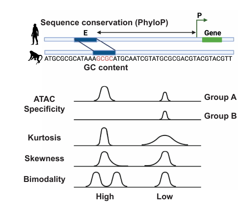 PyPeakRankR — Reproducible Peak-Level Feature Extraction for Regulatory Element Ranking