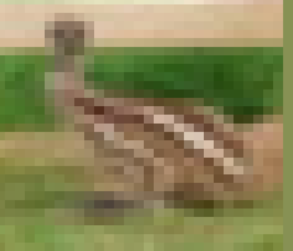 Fig 6
