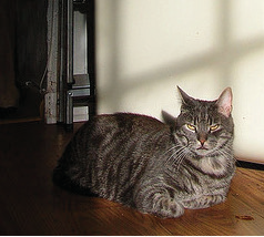 Fig 3