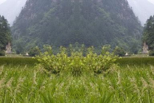 Fig 5