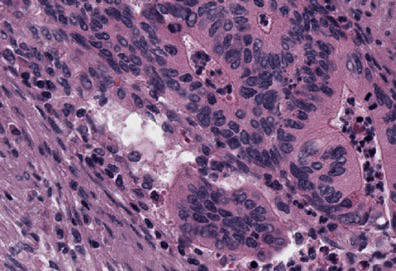 Fig 8