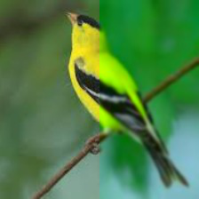 Fig 7