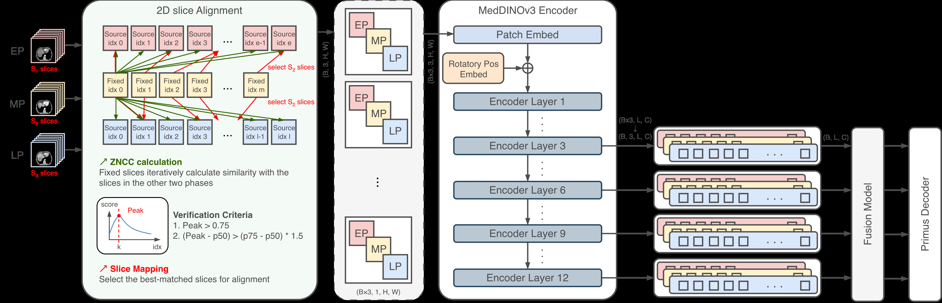 DynoDINO: Harnessing Dynamic Latent Information from DINO Features for Multi-Phase Medical Image Segmentation